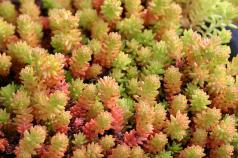 Sedum (sedum) caustic: cultivare Aplicare în amenajarea peisajului