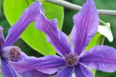 Clematis Arabella: plantare și îngrijire