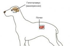 بیماری نادر - دیابت بی مزه در سگ: نحوه شناسایی و درمان دیابت بی مزه در سگ