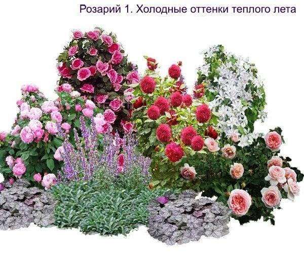 Pravidlá navrhovania kvetinových záhonov ruží
