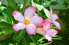Ako sa starať o adénium a spriateliť sa s „púštnou ružou“