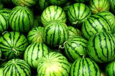 Ako si vybrať správny zrelý melón Ako si vybrať správny zrelý melón
