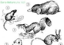 پستانداران اولیه: حیوانات حشره خوار