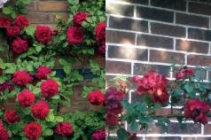 Popínavá ruža - výsadba a starostlivosť, fotografie a schémy prerezávania, úkryt na zimu Keď popínavé ruže kvitnú po výsadbe