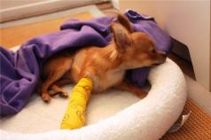 Ortopédia a traumatológia Ochorenie pertézy u psov zotavenie po operácii