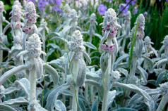 Woolly Chest, alebo Stachys: huňatá záhradná dekorácia