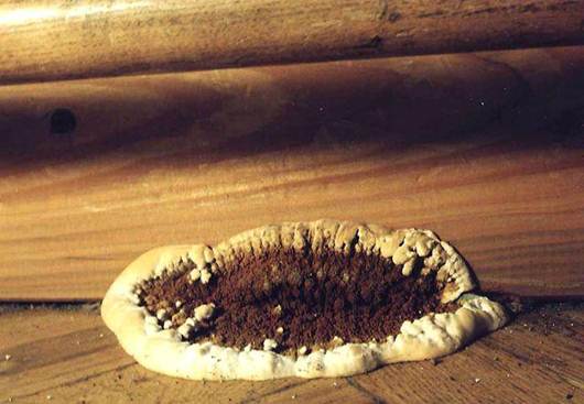 خانه قارچ (Serpula lacrymans) خانه قارچ سفید