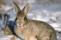 Koľko rokov žije zajac.  Zajace (lat. Lepus).  Kŕmenie a správanie pri kŕmení