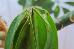 Ako sa vysporiadať so šupinovým hmyzom na izbových rastlinách: tipy a fotografie Odkiaľ sa šupina berie?