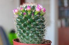 Kaktusy, spôsoby rozmnožovania: semená, odrezky, listy, výhonky