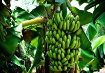 Najlepšie ripy z jumo alias end Ako sa volá strom, na ktorom rastú banány