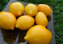 بهترین انواع گوجه فرنگی زرد گوجه فرنگی زرد، ویژگی ها و توصیف انواع داده شده است
