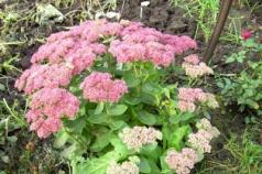 Stonecrop proeminent - frumusețea grădinii de toamnă Sedum vine - Sedum sarmentosum