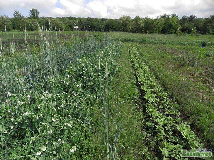 Ekologické poľnohospodárstvo v krajine alebo ako pestovať ekologickú zeleninu Kombinovaná výsadba v záhrade